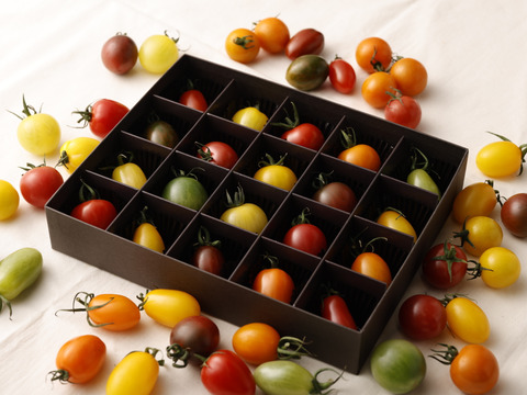 【食べ比べギフト】２０色のカラフルミニトマト：化粧箱入り（18㎝×22㎝）：熊本県産：ギフトメッセージ対応：熨斗対応