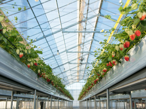 ④　真心農園　とちおとめ　レギュラー２Ｌサイズ　【1箱4パック入り】