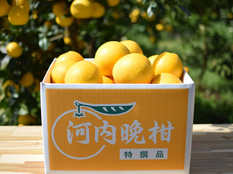 🍊今が旬！！🍊【御贈答用】　7.0㎏　天晴晩柑！（河内晩柑）