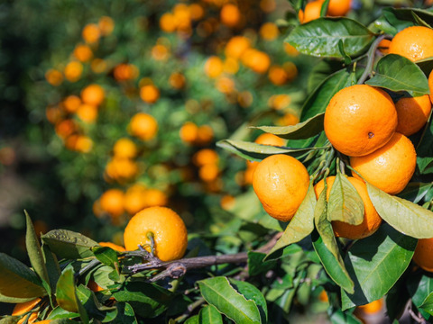 ［訳あり］美味さそのまんまみかん　5kg