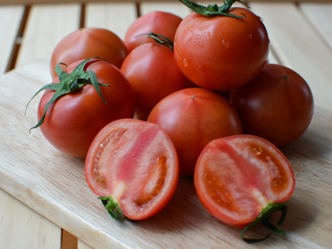 《春の限定》旨みたっぷり 高糖度フルーツトマト"木瀬恋味トマト" 1kg