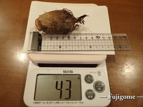 【予約販売】滑らか濃厚！赤城の里芋3.6kg（農薬＆化学肥料不使用）
