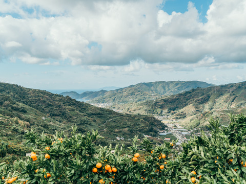 【貯蔵庫で熟成】完熟みかん　ご家庭用　箱込み5キロ