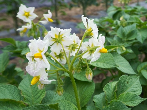 ごつごつした見た目とホクホク食感のじゃがいも！男爵（合計5キロ）