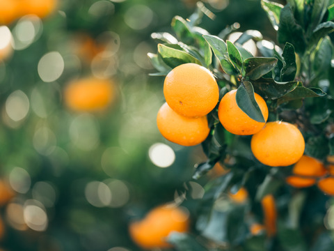 【貯蔵庫で熟成】完熟みかん　ご家庭用　箱込み5キロ