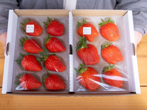 甘くて濃厚！スターナイト２P　お得なご家庭用！　（230g×2p）