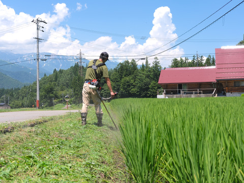 【令和7年新米】白馬村産新米コシヒカリ 5kg｜令和3年金賞受賞歴あり・信州認証米（数量限定）