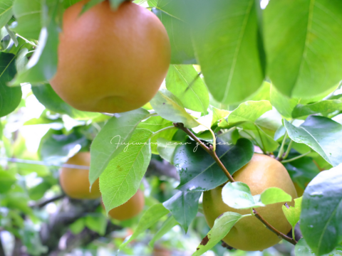 【新高】【ご家庭用3kg】ガシッとワイルド☆しっかり甘い＊食べ応えも大満足＊男性に人気！！庄内甘熟梨【おためし品】