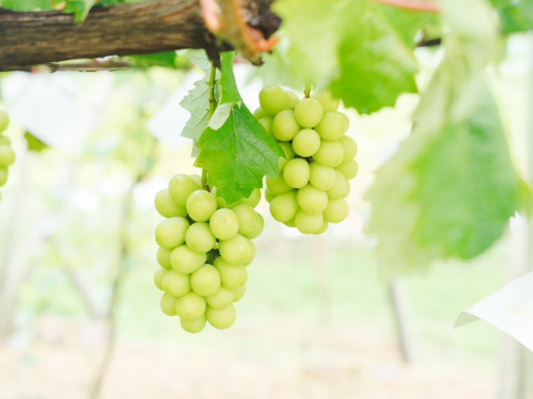 【5箱限定】ジュースとぶどうの人気シリーズ♪ 濃厚黒ぶどう搾り&赤緑ぶどう食べ比べ（クイーンニーナとシャインマスカット）