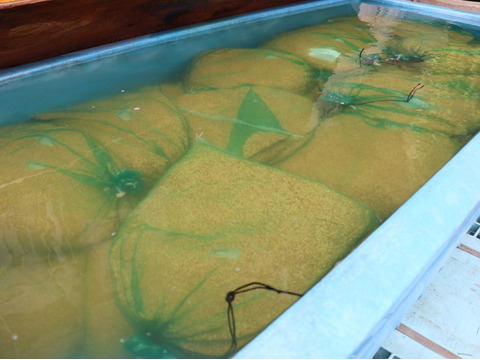 【新米予約】令和8年産 魚沼産コシヒカリ 特別栽培米 精米 5kg【当地比農薬5割減栽培】