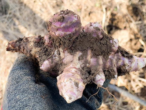 【日持ち◎土つきで届け！】生菊芋  紅菊芋500g 宮城県産 シャキシャキ食感 生きくいも 菊芋 赤菊芋 栽培中農薬不使用  自然栽培 化学肥料不使用 キクイモ きくいも 皮ごと食べれる 生食
