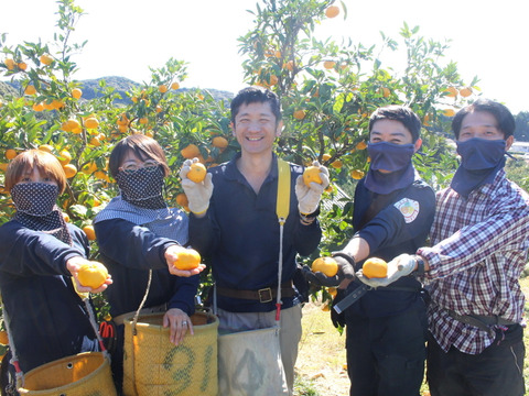 訳あり　凍ってしまった　ブラッドオレンジ サイズ混合 国産 静岡県浜松市産 (約5kg)