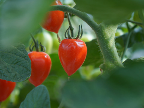 樹上完熟！カラフルミニトマトセット（1.5kg）【夏ギフト】