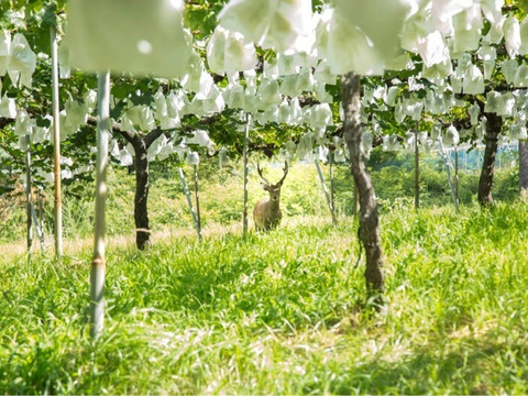 【福袋2026】新雪梨orあたご梨+白ネギカット＋白菜カットオマケ付冷蔵便