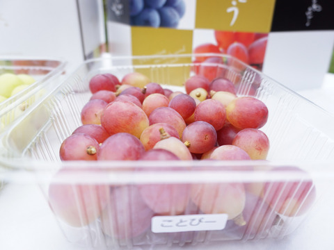 最終売り尽くしセール！【沖縄・離島用】平井利右衛門の赤青ぶどう(コトピー、シャインマスカット/粒1.5kg)