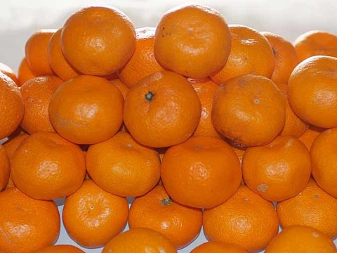 【美味】青島みかんM/Lサイズ糖度12度(4kg)和歌山産冷蔵便