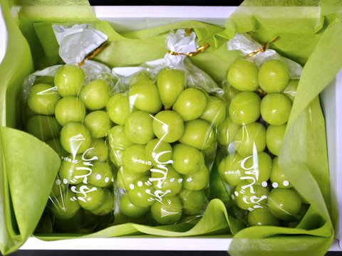 【たけのこ】シャインマスカット2kg 2d77d5998a841e521726f14883e5b5