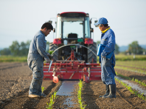 平均糖度20度　豊とうきび　８本セット