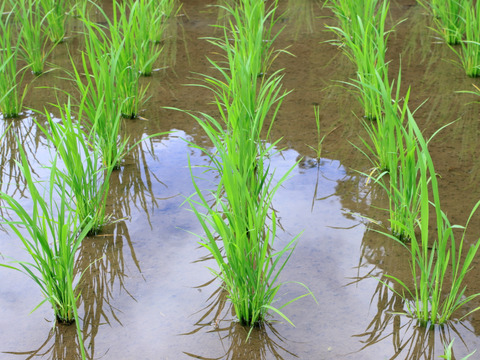 【令和6年新米】特別栽培米　新潟県産コシヒカリ　玄米10㎏