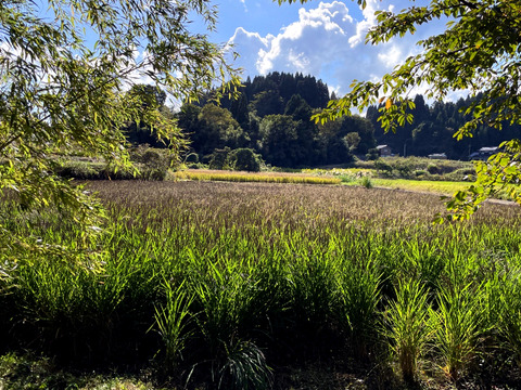 【富山県氷見市（自然栽培 / 希少品種）】古代米（緑米）「アクネモチ」 玄米5kg