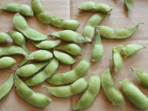 【規格外・加工用】◎自然栽培◎山形県鶴岡特産「茶豆えだまめ」2.5kg