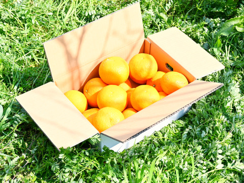 ３月末発送 甘夏【さわやか】甘酸っぱさとちょいほろ苦！和歌山産 約4.5kg 15個前後