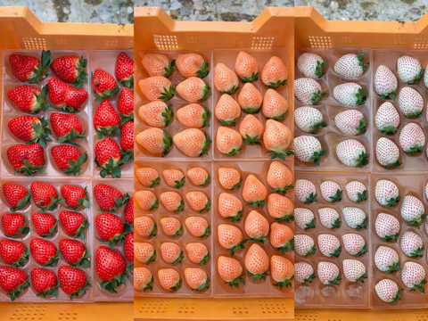3色いちご・特選セット　240g×２P
