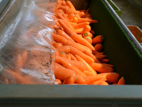 【臭みという言葉を知らない人参】食卓を彩る絶品人参❗️5kg！甘みたっぷり！生でも美味しい！希少価値高い品種！料理しやすいサイズをお届け！食卓に鮮やかなオレンジ色を🧡