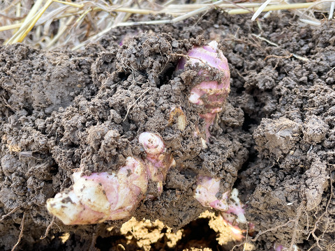 【日持ち◎土つきで届け！】生菊芋  紅菊芋500g 宮城県産 シャキシャキ食感 生きくいも 菊芋 赤菊芋 栽培中農薬不使用  自然栽培 化学肥料不使用 キクイモ きくいも 皮ごと食べれる 生食