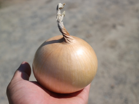 【夏限定】３ｋｇ　生でサクっと甘い　熟成サラダ玉ねぎ「熟れっ玉」（Ｌ-２Ｌサイズ）