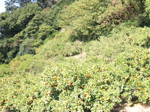 甘酸っぱい！極早生有田みかん5kg【わけあり】