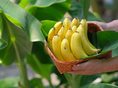 夏季限定！皮ごと食べられる「瀬戸内ばなな」（3本）　甘味濃厚！農薬不使用で育てた国産バナナ