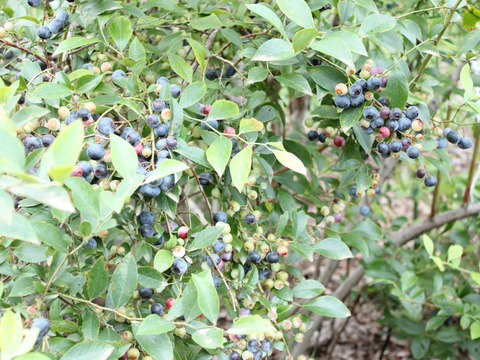 南信州産 『ブルーベリー生果実500ｇ』【秀品】ギフト用大粒選果品 収穫日発送♪