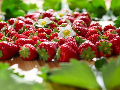 ”完熟いちご 古都華” 8～15粒（270～320ｇ）×2パック　贈答用ギフトケース入り