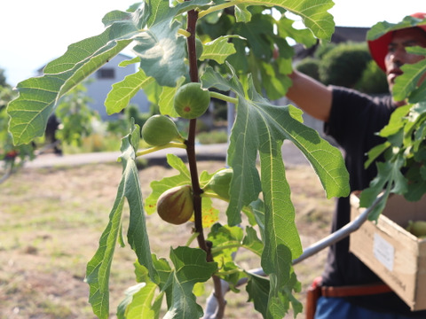 【秋の味覚を満喫！】農薬不使用　いちじく詰め合わせ(約600g)、とことん農薬節減シャインマスカット(約800g)