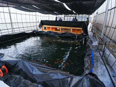 【農薬・肥料不使用】アクアポニックス発芽黄ニンニク10本セット