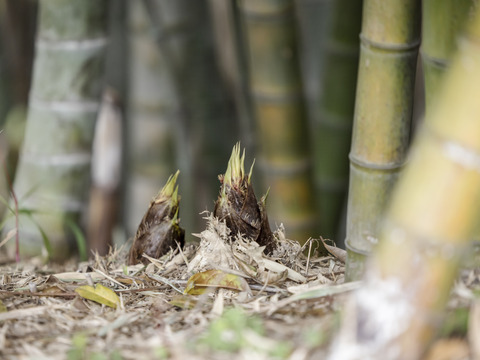 🌸春の味覚🌸たけのこ 2kg小ぶり(2～5本)