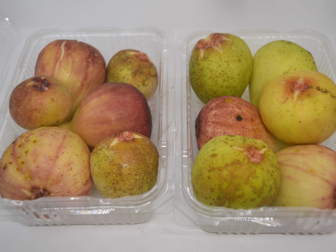 イチジク(５～１０個前後）４パック【農薬・化学肥料不使用】【熨斗(のし)対応可】６０サイズ箱