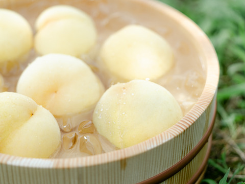 【夏ギフト:７月中旬発送・化粧箱入り】桃の女王・果汁がジュワッと溢れでる『清水白桃』5〜10玉（贈答用・熨斗対応可）