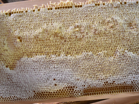 【非加熱・純粋はちみつ】2025年度知多半島産　初夏の百花蜜(150g)