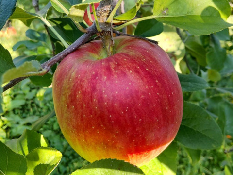 甘みが強い！「シナノスイート」（自家用）3㎏