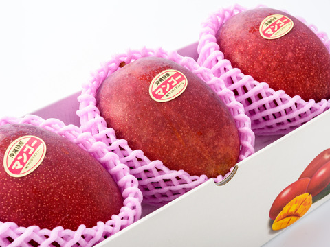 【順次発送中】サンライズファームのアップルマンゴー 【秀品】【1kg】