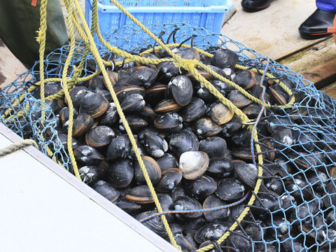 【超特大】黒ホッキ貝/北寄貝/北海道長万部/旨味と甘み濃厚/超特大/450-500g【5個】