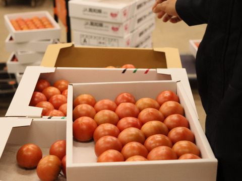 【ご褒美トマト】糖度8度以上フルーツトマト2Kg　｜高知県香南市産｜贈答品