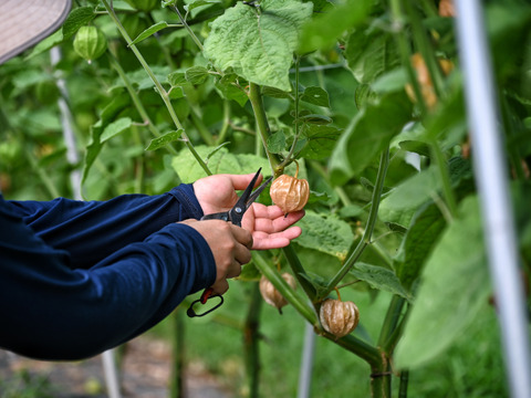 食用ほおずき苗　9cmポット苗　４本セット