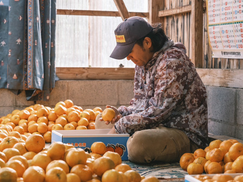 数々の賞を受賞 数量限定・屋久島からの贈りもの】厳選されたたんかん！ 屋久島 ソフトドリンク