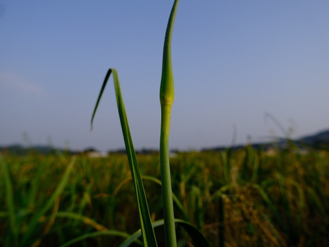 一度食べてほしい綾町産有機ニンニクの芽（500ｇ）