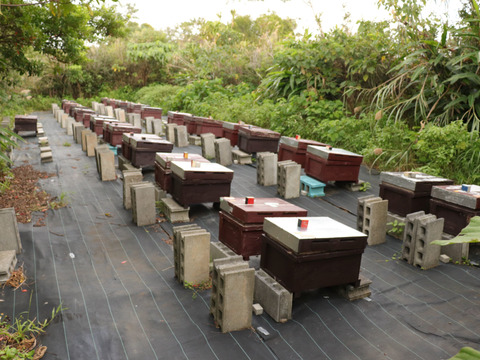 【おトクセット】沖縄県やんばる産グラスフェッドジャージー牛乳の無添加カップアイス（ミルク味6個入）とBitter Honey(ビター ハニー)非加熱無添加蜂蜜(1個)のセット　熨斗対応可