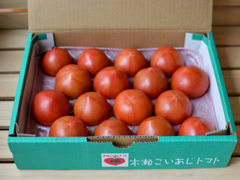 《春の限定》旨みたっぷり 高糖度フルーツトマト"木瀬恋味トマト" 1kg