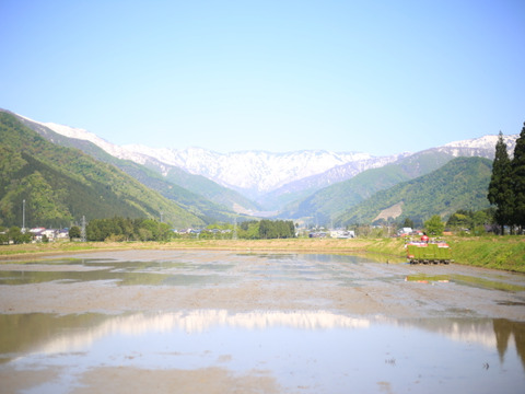 【ふるさと納税・定期便6ヶ月】令和7年産【魚沼産コシヒカリ 白米】2kg×6回分 ＜新潟県＞